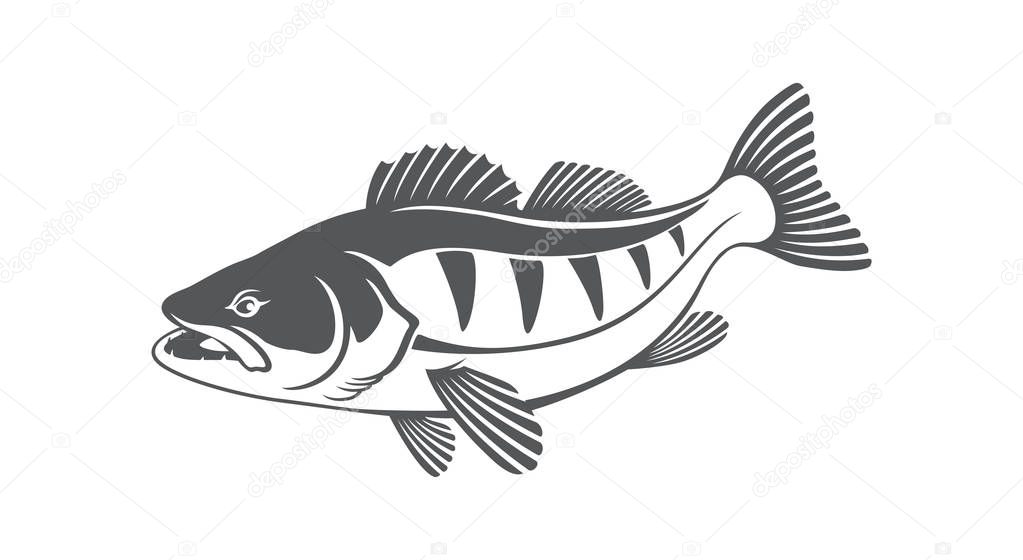 zander fish icon