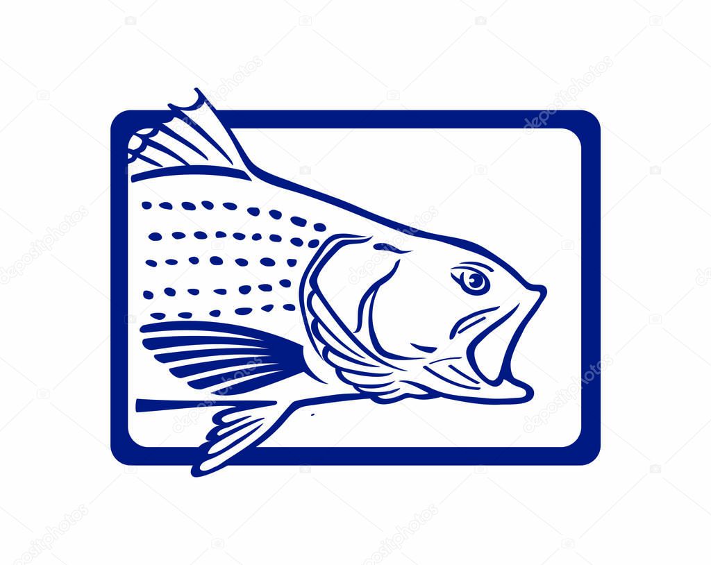 Fishing logo template, logo with striped bass fish, vector illustration