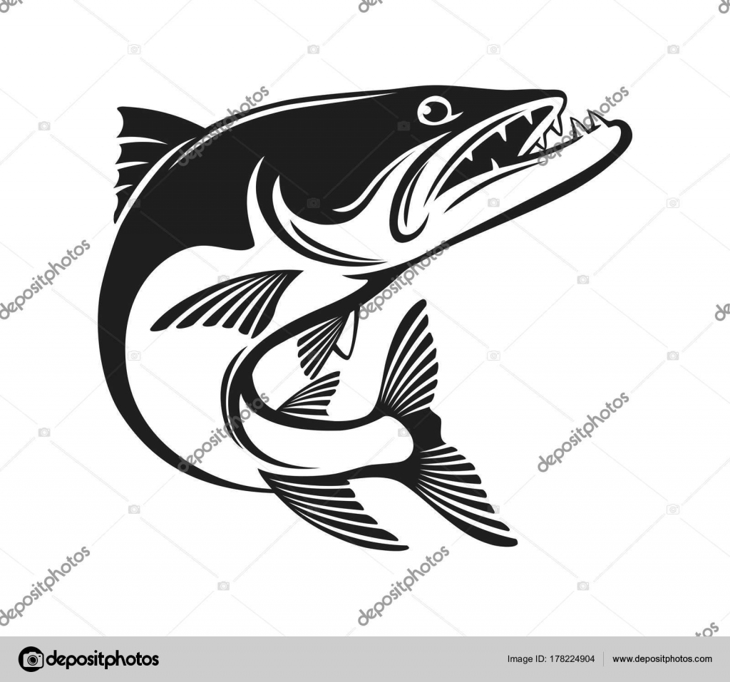 Grafika Wektorowa Barracuda Logo Obrazy Wektorowe Barracuda Logo Ilustracje I Kliparty