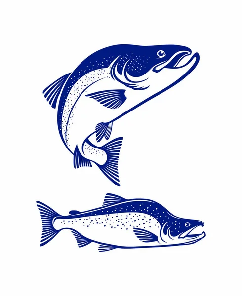 Salmon fish chum isolated on white, vector illustration — Stock Illustration Salmon Fish Chum Isolated White Vector Illustration Stock Illustration