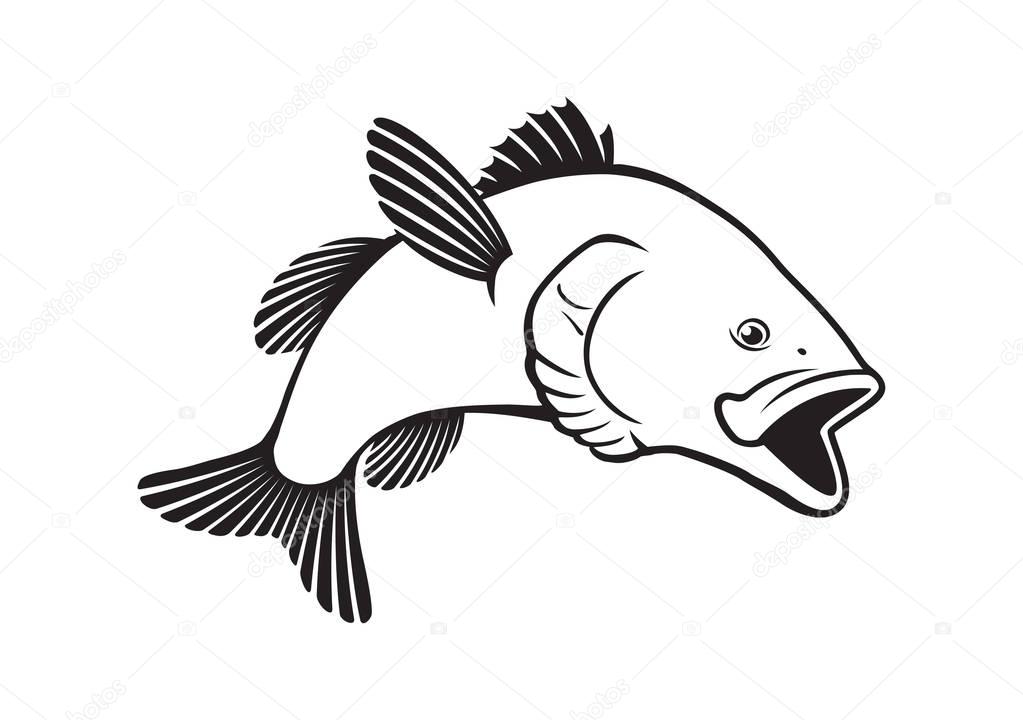 bass fish isolated on white, vector illustration