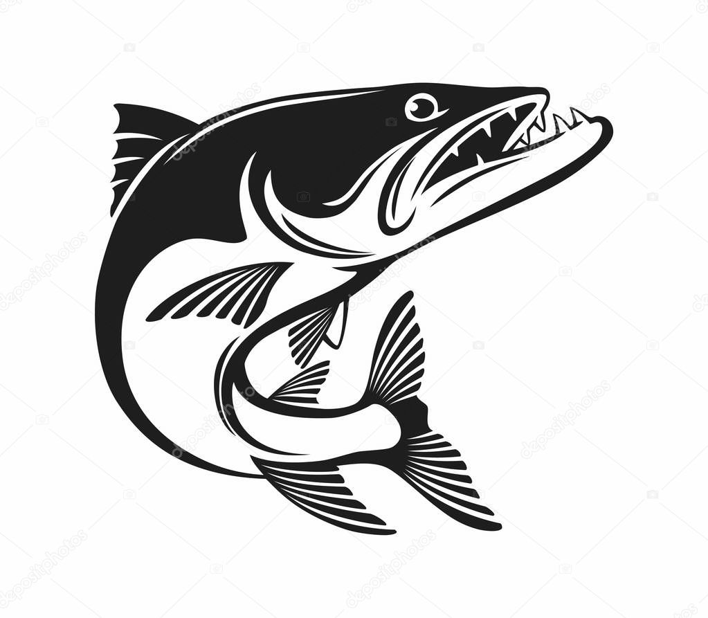 baracuda fish isolated on white, vector illustration