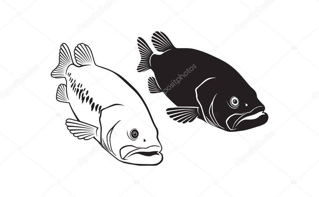 bass fish isolated on white, vector illustration