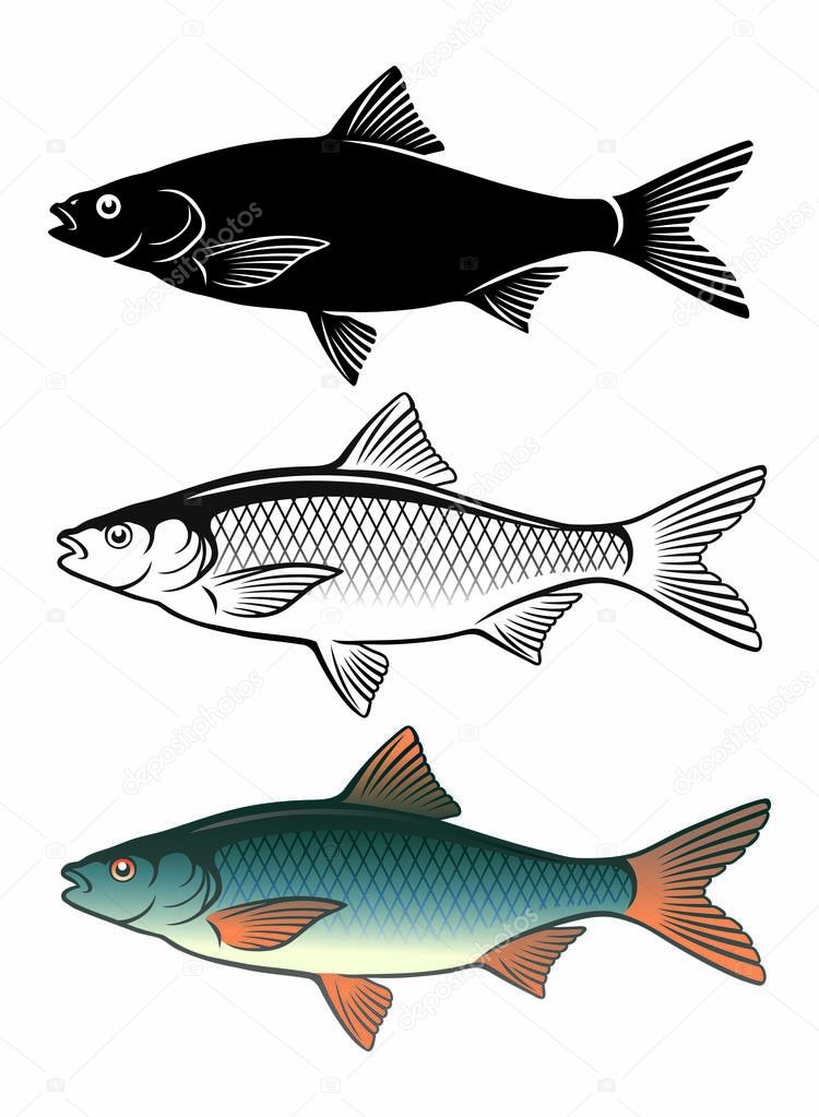 roach fish isolated on white, vector illustration