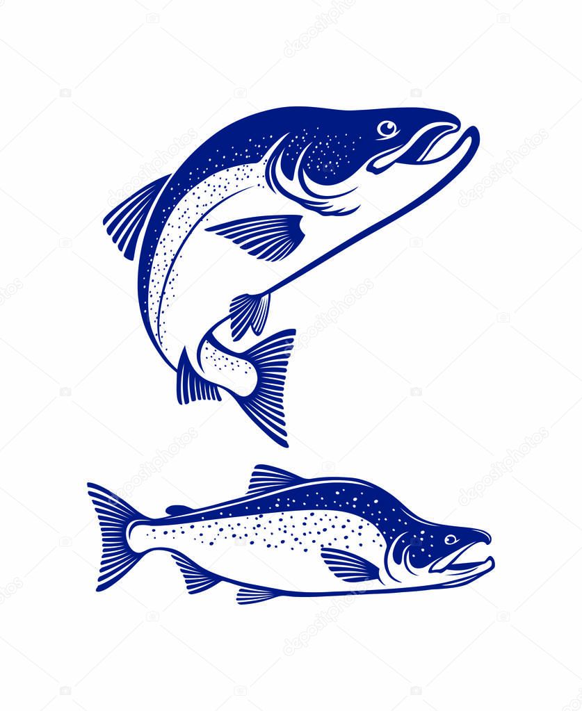 salmon fish chum isolated on white, vector illustration
