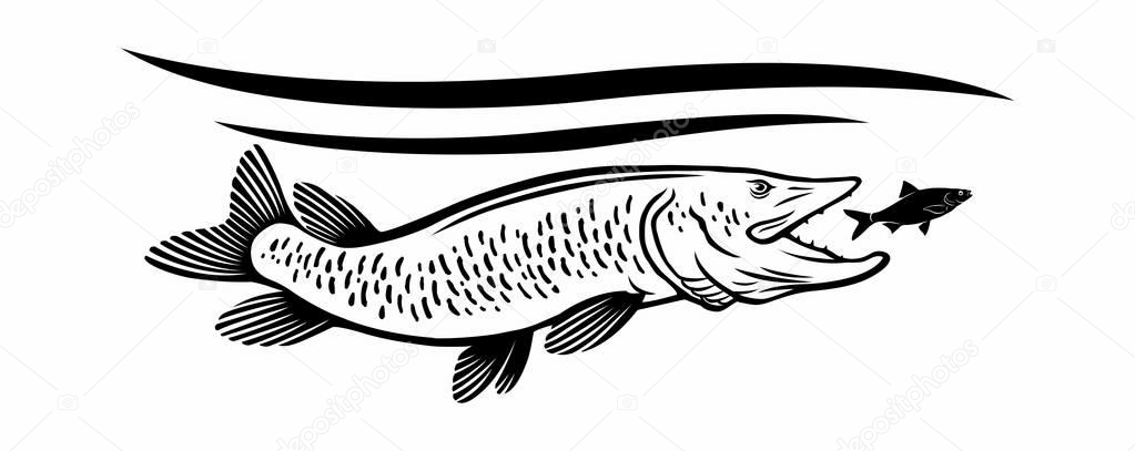 pike fish icon, vector illustration
