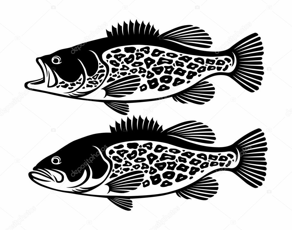bass fish icon, vector illustration