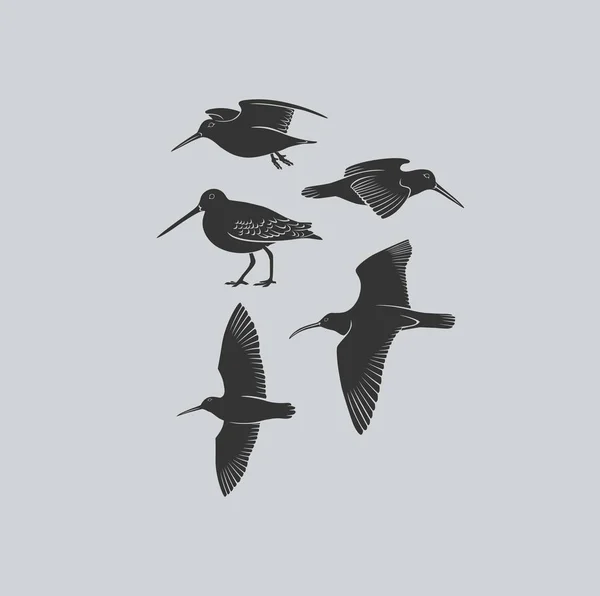 Bécasses d'oiseaux — Image vectorielle