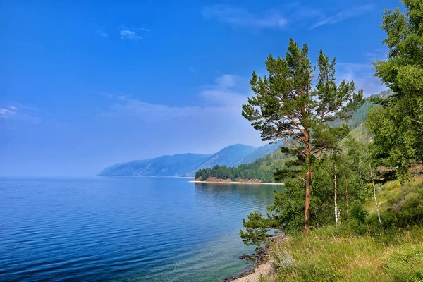 Naaldboom op rand van steile bank van het Baikalmeer Rechtenvrije Stockfoto's