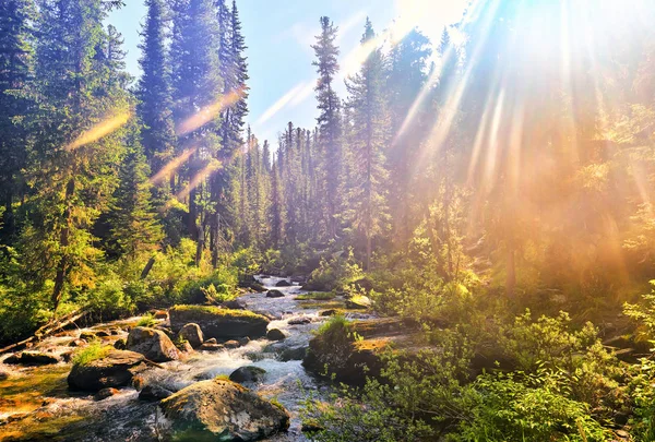 Bela luz solar na floresta montanhosa siberiana — Fotografia de Stock