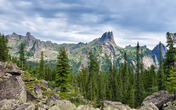 Taiga di conifere scure in Siberia — Foto Stock