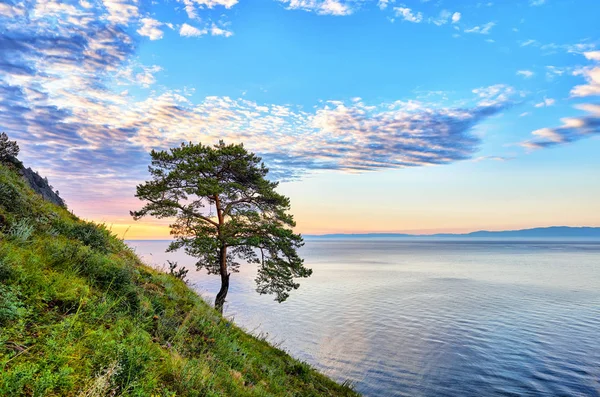 Pin solitaire sur la pente verte de la côte ouest Lac Baïkal — Photo