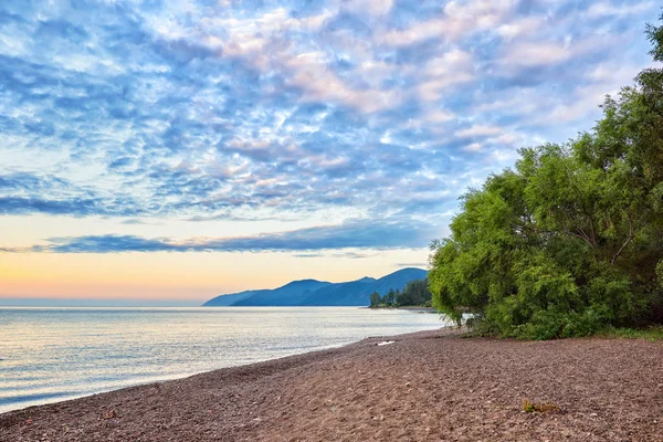 Spretande willow på sjön Baikal — Stockfoto