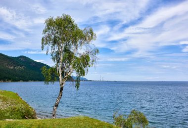 Baykal kıyı üzerinde Rus huş ağacı