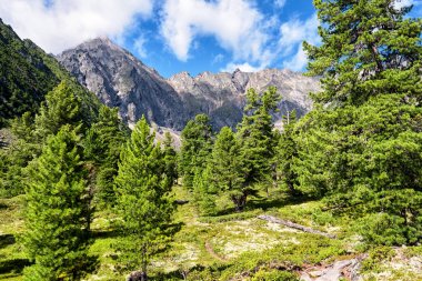 Highland Sibirya'da. Nadir cedars