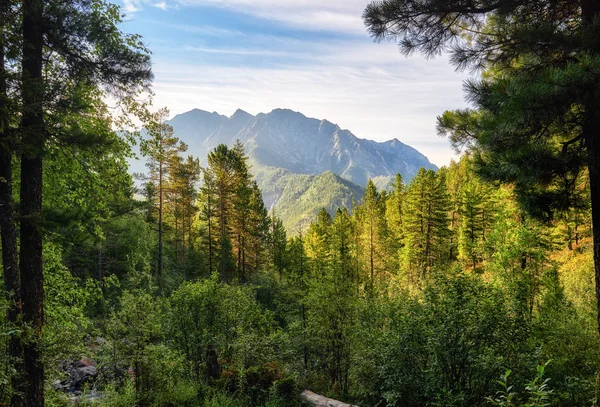 山で原始の暗い針葉樹タイガ — ストック写真