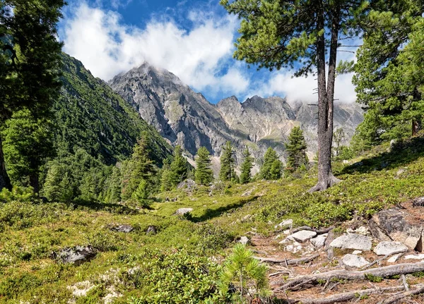 Rare forest near ridge — Stock Photo, Image