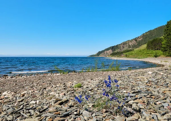 Grandiflorum Delphinium kwitnienia na Bajkał — Zdjęcie stockowe