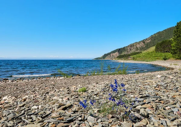 Fioritura Delphinium grandiflorum su Baikal — Foto Stock