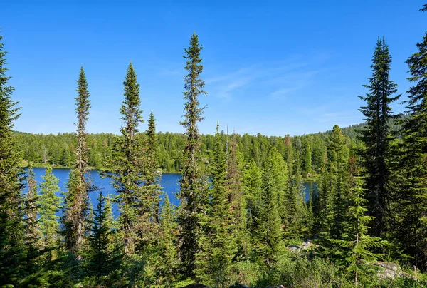 Abeto de Taiga en bosque cerca del lago azul —  Fotos de Stock