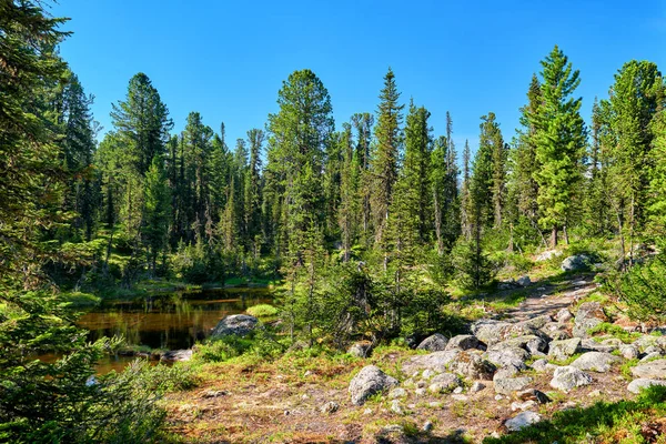 Paisaje Taiga en pequeño lago —  Fotos de Stock