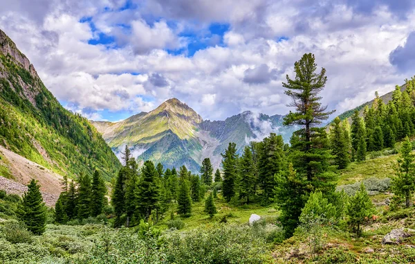 Cedro pinheiros siberianos em taiga de montanha — Fotografia de Stock