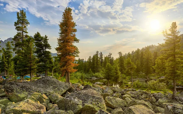 Paysage matinal dans la forêt de montagne sibérienne — Photo