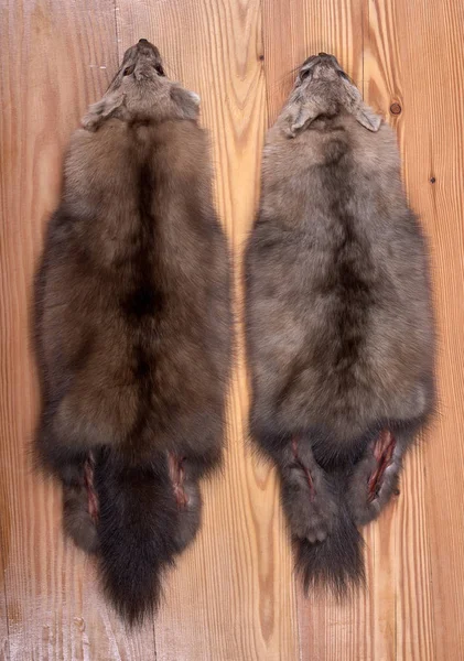 Two fur skins of Barguzin sable — Stock Photo, Image