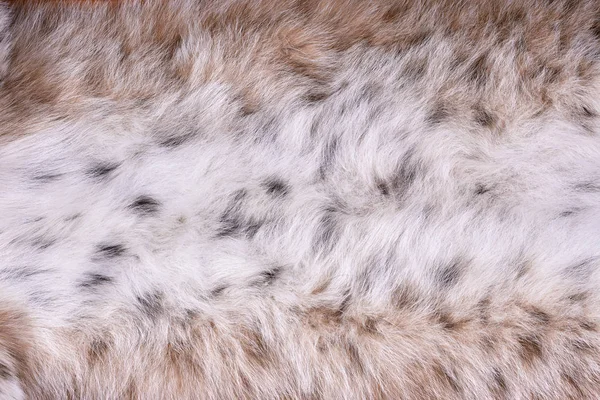 Fragment of fur of Siberian wild lynx — Stock Photo, Image
