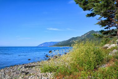 Baykal Gölü, su biber (Persicaria hydropiper)