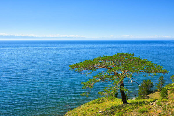 Exotic pine on background of Lake Baikal