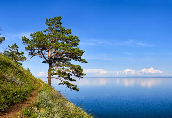 Un pino sulla collina vicino all'acqua di Baikal — Foto Stock