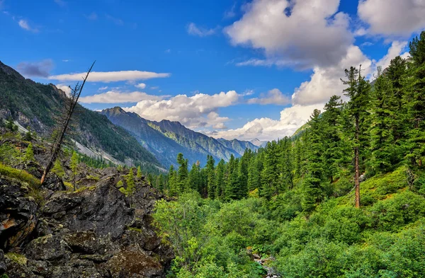 Bord de forêt sur pente et roche de moraine latérale — Photo