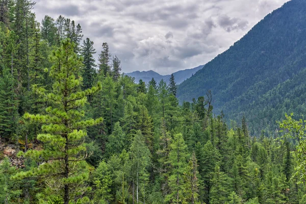 Siberian mountain taiga. Dense dark coniferous forest — ストック写真