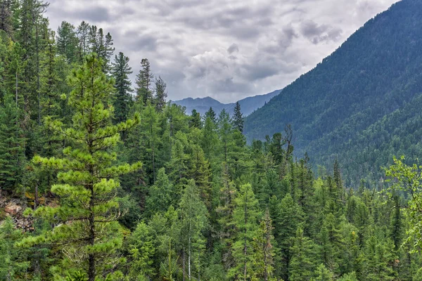 Taiga da montanha siberiana. Floresta de coníferas escuras densas — Fotografia de Stock