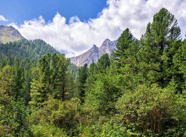 Taiga Montaña Verde Centenario Pinos Siberianos Pequeños Arbustos Borde Del — Foto de Stock