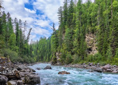 Dağ deresinin çalkantılı akışı. Sibirya manzarası. Ağustosta dikey uçurum kozalaklı taygayla kaplandı. Doğu Sayan. Buryatia. Rusya