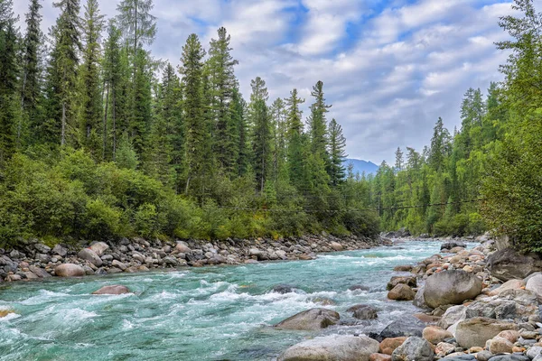 Foothill Taiga Sibirya Irmağı Yüzüncü Yıl Sedirleri Ormanın Kıyısındaki Karaçam — Stok fotoğraf