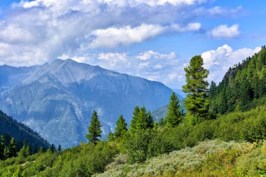 Doğu Sibirya 'nın dağlarında alp ağacı ve çalı tundrası. Ecoton bölgesinde düşük çalı yaprağı, söğüt ağacı ve nadir bulunan Sibirya çamları var. Sayan dağları. Buryatia. Rusya