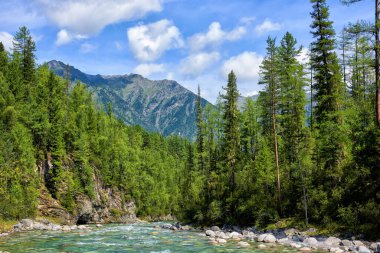 Boreal ormanı ve sığ dağ deresi. Doğu Sibirya 'da yaz manzarası. Sayan dağları. Buryatia. Rusya