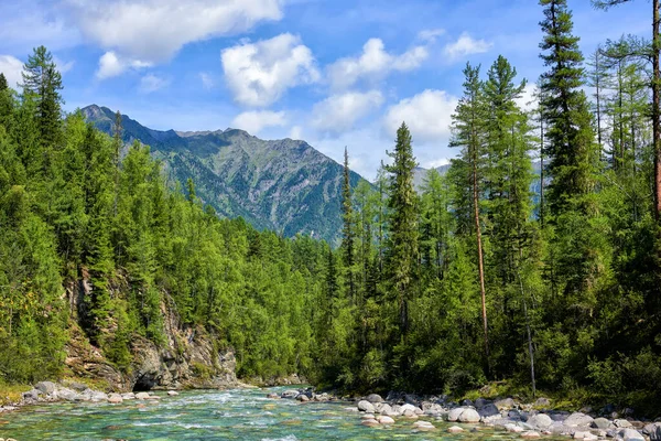 Boreale Bossen Ondiepe Bergbeken Zomer Landschap Oost Siberië Sayan Bergen Rechtenvrije Stockfoto's