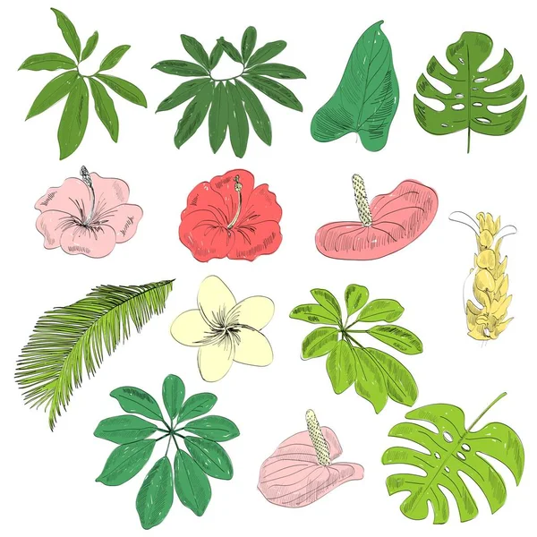 Tropical vector set — Stock Vector