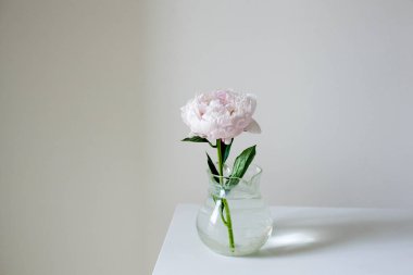 Peoniy beyaz bir arka plan üzerinde