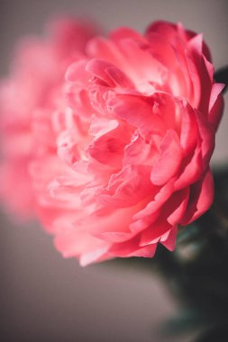 Beyaz arkaplanda Peony Coral Sunset