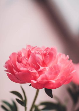 Beyaz arkaplanda Peony Coral Sunset