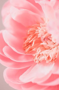 Beyaz arkaplanda Peony Coral Sunset