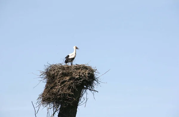 Storch und Nest — Stockfoto
