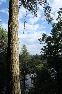 Verkiai görünümü