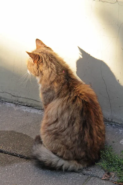 Кот и его тень — стоковое фото