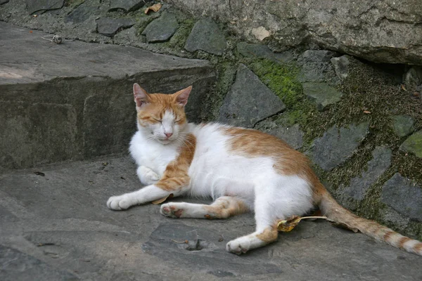Katt i kretensiska byn, Grekland — Stockfoto